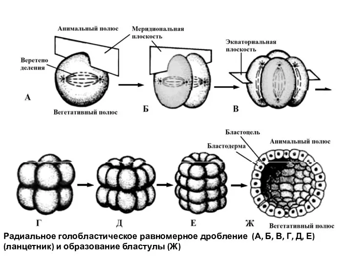 Радиальное голобластическое равномерное дробление (А, Б, В, Г, Д, Е) (ланцетник) и образование бластулы (Ж)