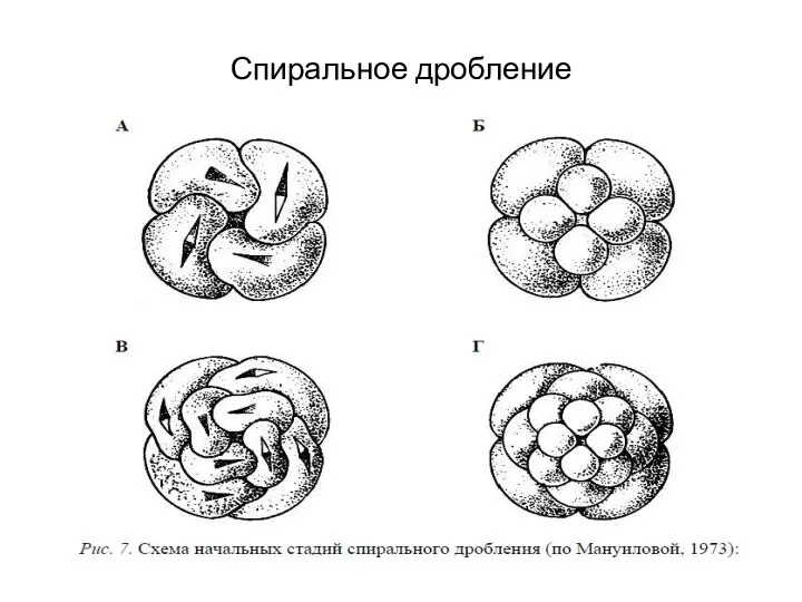 Спиральное дробление