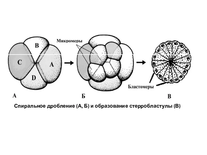 Спиральное дробление (А, Б) и образование стерробластулы (В)