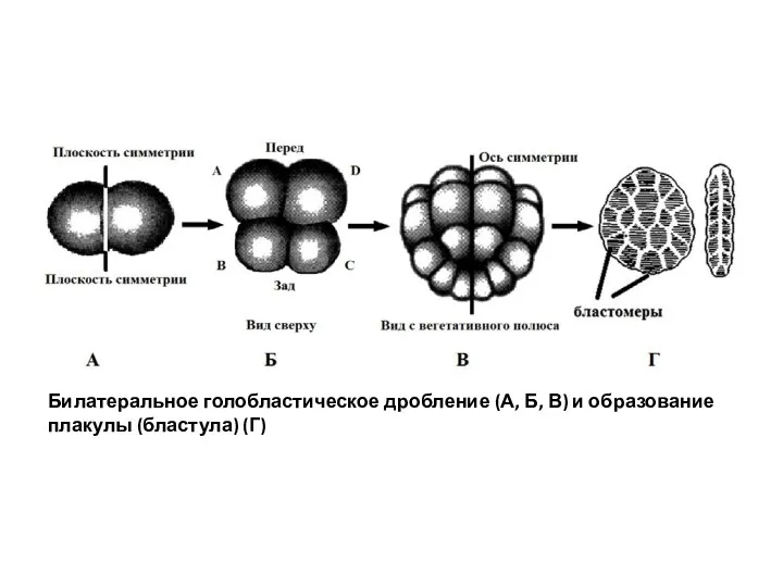 Билатеральное голобластическое дробление (А, Б, В) и образование плакулы (бластула) (Г)