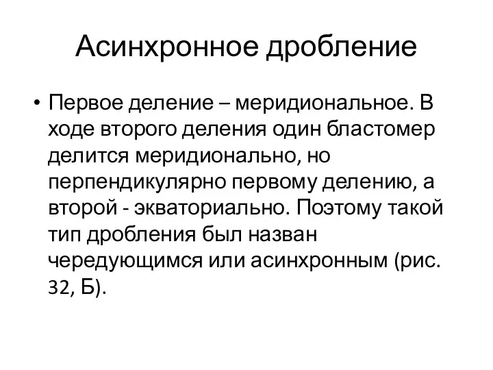 Асинхронное дробление Первое деление – меридиональное. В ходе второго деления