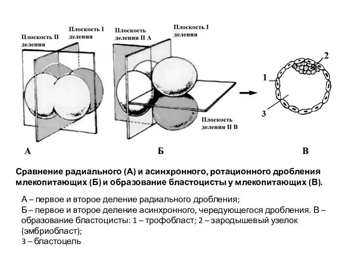 Сравнение радиального (А) и асинхронного, ротационного дробления млекопитающих (Б) и