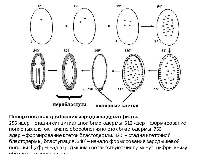 Поверхностное дробление зародыша дрозофилы. 256 ядер – стадия синцитиальной бластодермы;