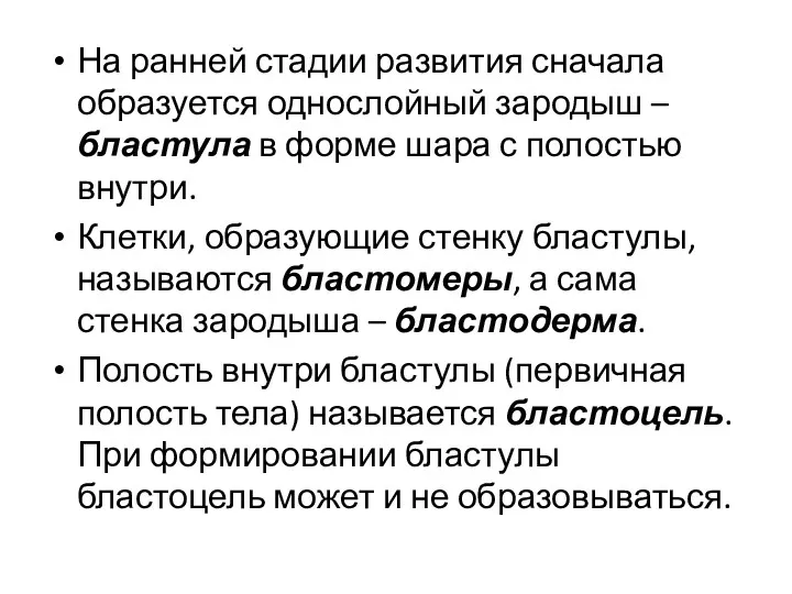 На ранней стадии развития сначала образуется однослойный зародыш – бластула