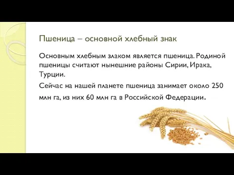 Пшеница – основной хлебный знак Основным хлебным злаком является пшеница.