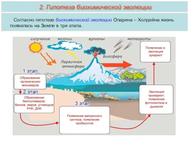 Согласно гипотезе биохимической эволюции Опарина – Холдейна жизнь появилась на Земле в три