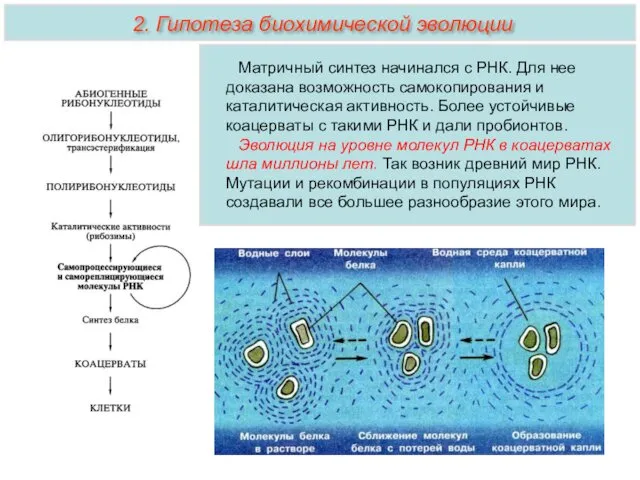 Матричный синтез начинался с РНК. Для нее доказана возможность самокопирования и каталитическая активность.