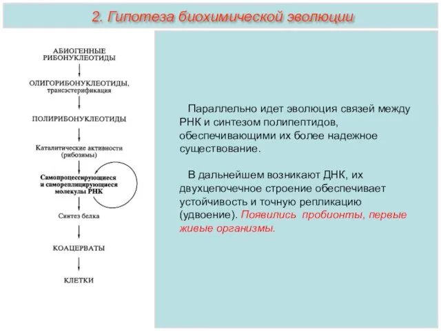 Параллельно идет эволюция связей между РНК и синтезом полипептидов, обеспечивающими