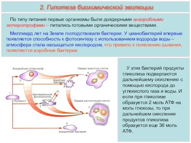 У этих бактерий продукты гликолиза подвергаются дальнейшему окислению с помощью