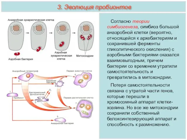 Согласно теории симбиогенеза, симбиоз большой анаэробной клетки (вероятно, относящейся к