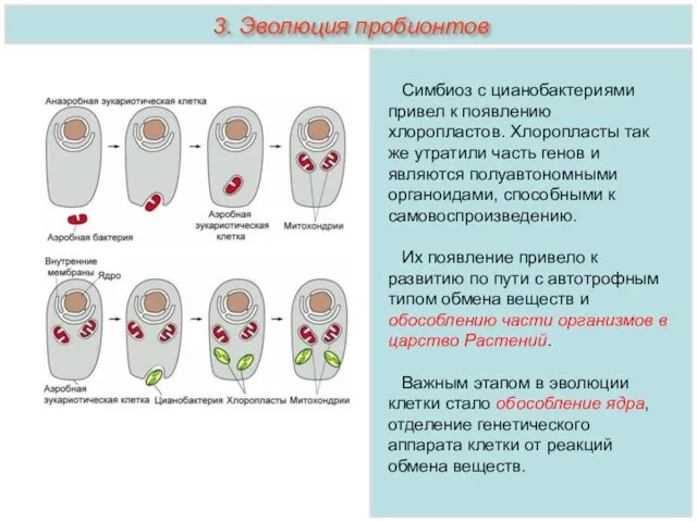 Симбиоз с цианобактериями привел к появлению хлоропластов. Хлоропласты так же