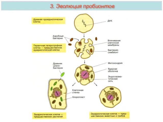 3. Эволюция пробионтов