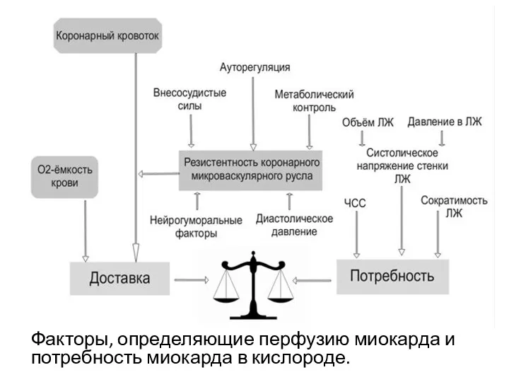 Факторы, определяющие перфузию миокарда и потребность миокарда в кислороде.