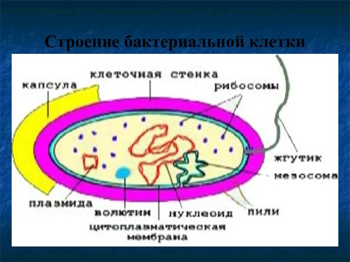 Строение бактериальной клетки