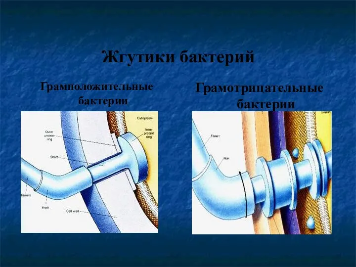 Жгутики бактерий Грамположительные бактерии Грамотрицательные бактерии