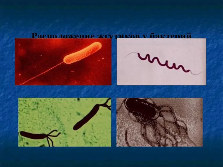 Расположение жгутиков у бактерий