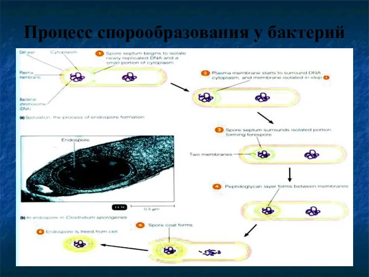 Процесс спорообразования у бактерий