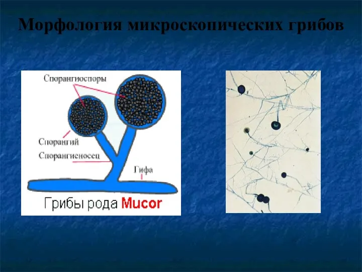 Морфология микроскопических грибов