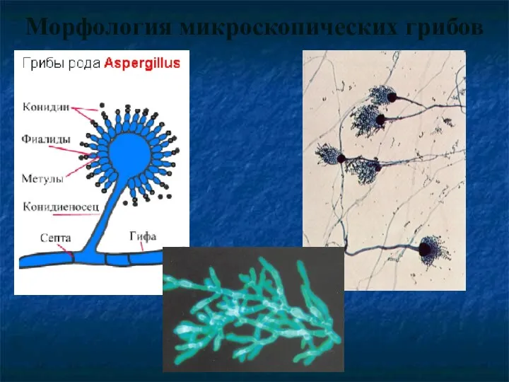 Морфология микроскопических грибов