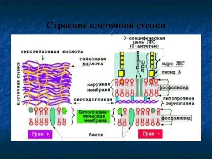 Строение клеточной стенки