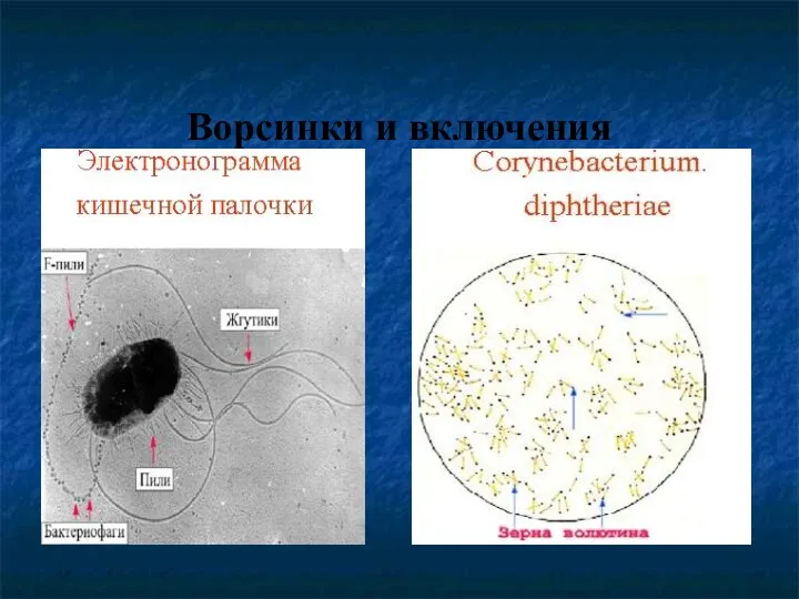 Ворсинки и включения