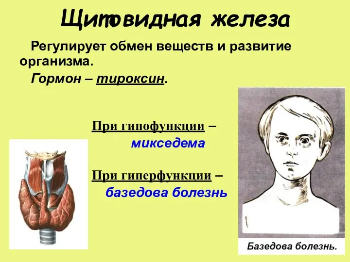 Щитовидная железа Регулирует обмен веществ и развитие организма. Гормон –