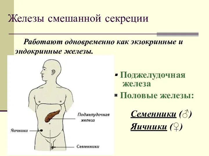 Железы смешанной секреции Работают одновременно как экзокринные и эндокринные железы.