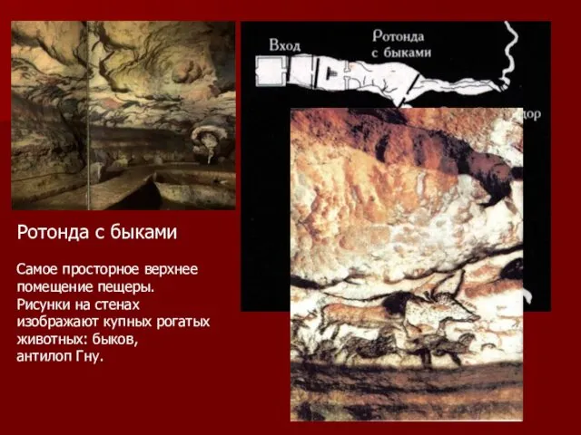 Ротонда с быками Самое просторное верхнее помещение пещеры. Рисунки на стенах изображают купных