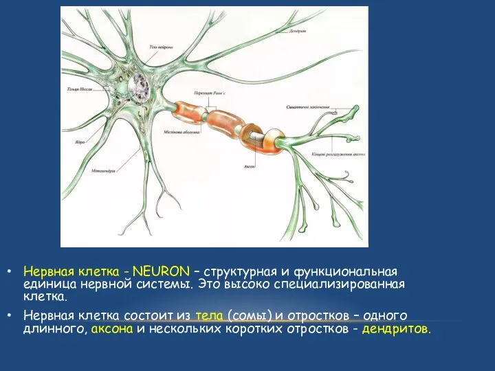 Нервная клетка - NEURON – структурная и функциональная единица нервной системы. Это высоко