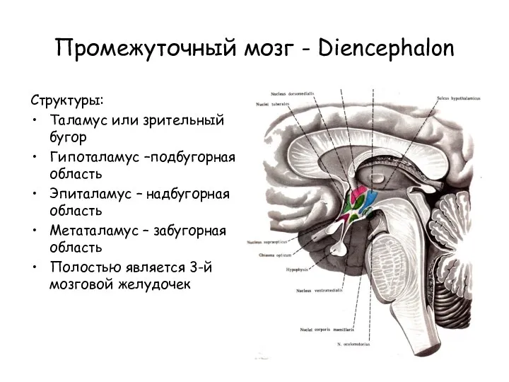 Промежуточный мозг - Diencephalon Структуры: Таламус или зрительный бугор Гипоталамус