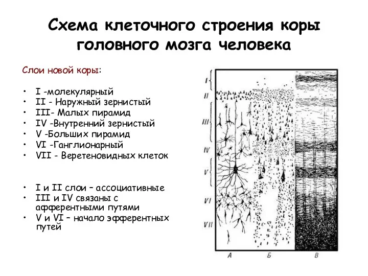 Схема клеточного строения коры головного мозга человека Слои новой коры: