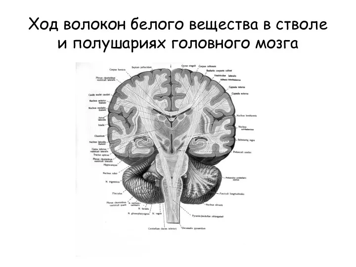 Ход волокон белого вещества в стволе и полушариях головного мозга