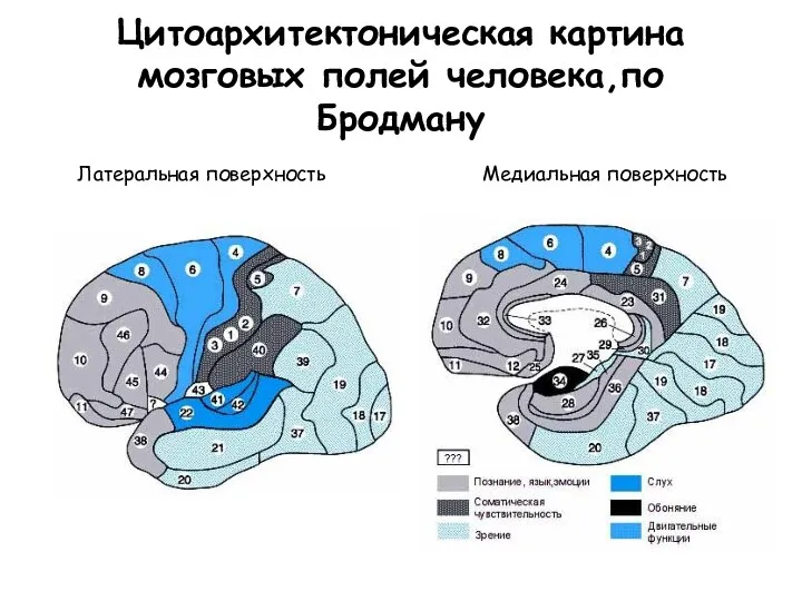Цитоархитектоническая картина мозговых полей человека,по Бродману Латеральная поверхность Медиальная поверхность