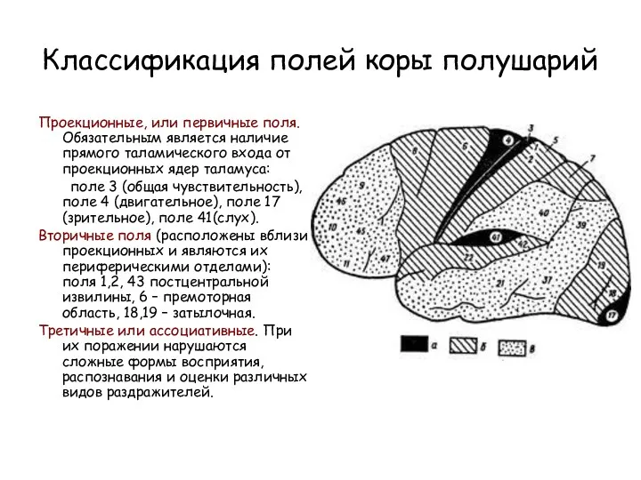 Классификация полей коры полушарий Проекционные, или первичные поля. Обязательным является