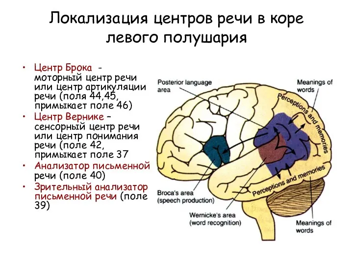 Локализация центров речи в коре левого полушария Центр Брока -