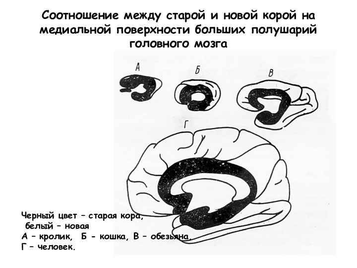 Соотношение между старой и новой корой на медиальной поверхности больших