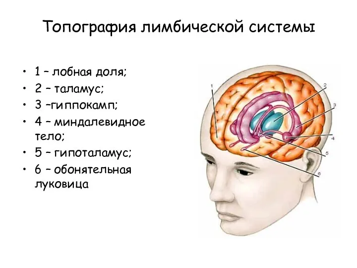 Топография лимбической системы 1 – лобная доля; 2 – таламус;