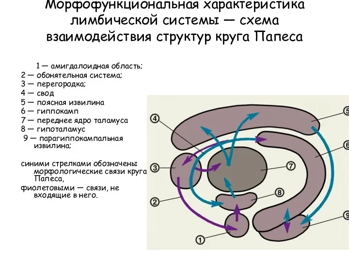 Морфофункциональная характеристика лимбической системы — схема взаимодействия структур круга Папеса