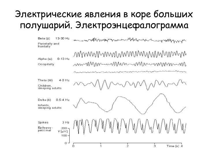 Электрические явления в коре больших полушарий. Электроэнцефалограмма