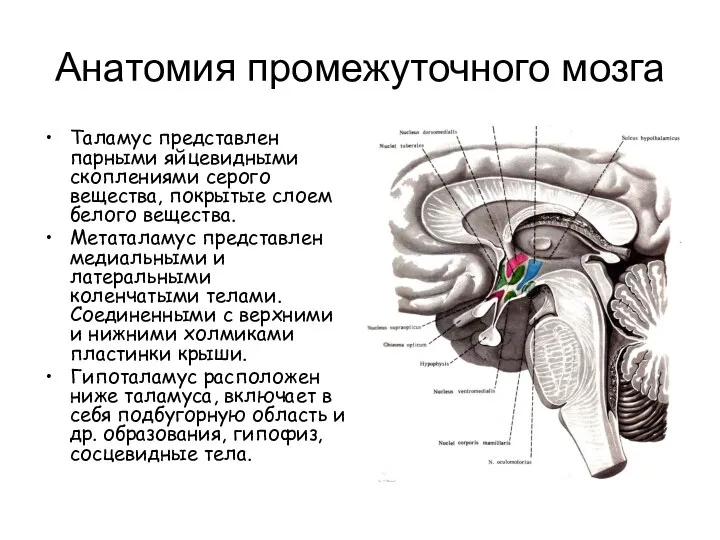 Анатомия промежуточного мозга Таламус представлен парными яйцевидными скоплениями серого вещества,