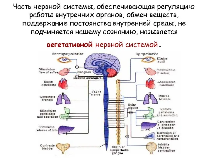 Часть нервной системы, обеспечивающая регуляцию работы внутренних органов, обмен веществ,