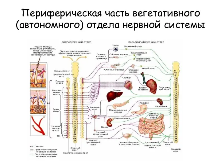 Периферическая часть вегетативного (автономного) отдела нервной системы