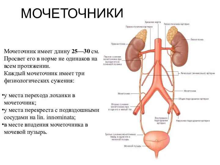 МОЧЕТОЧНИКИ Мочеточник имеет длину 25—30 см. Просвет его в норме