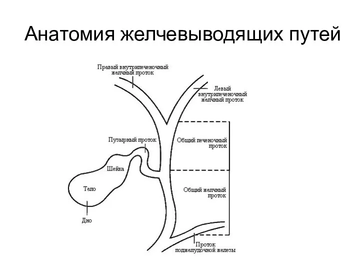 Анатомия желчевыводящих путей