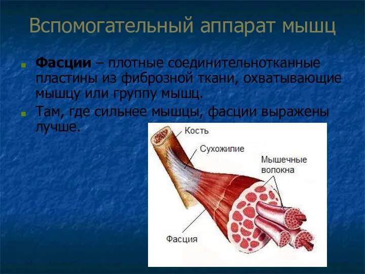 Вспомогательный аппарат мышц Фасции – плотные соединительнотканные пластины из фиброзной