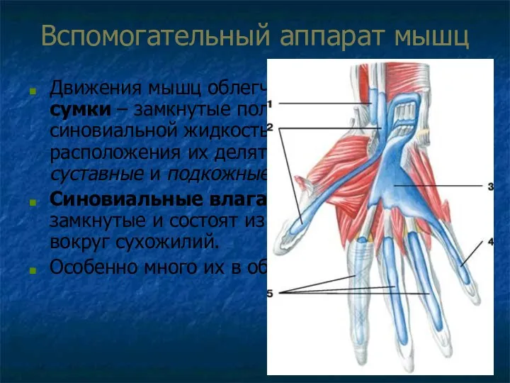 Вспомогательный аппарат мышц Движения мышц облегчают синовиальные сумки – замкнутые