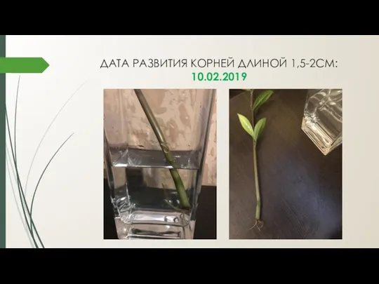 ДАТА РАЗВИТИЯ КОРНЕЙ ДЛИНОЙ 1,5-2СМ: 10.02.2019