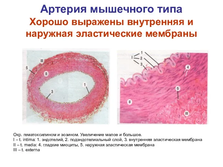 Артерия мышечного типа Хорошо выражены внутренняя и наружная эластические мембраны Окр. гематоксилином и