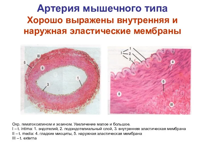 Артерия мышечного типа Хорошо выражены внутренняя и наружная эластические мембраны