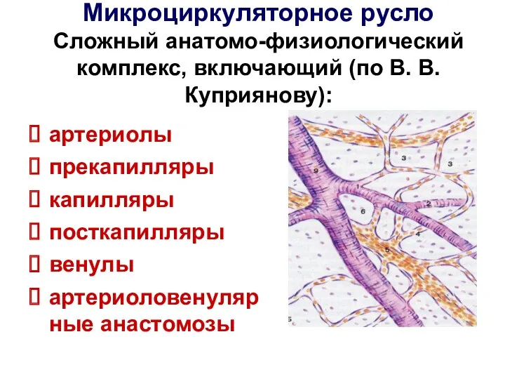 Микроциркуляторное русло Сложный анатомо-физиологический комплекс, включающий (по В. В. Куприянову): артериолы прекапилляры капилляры